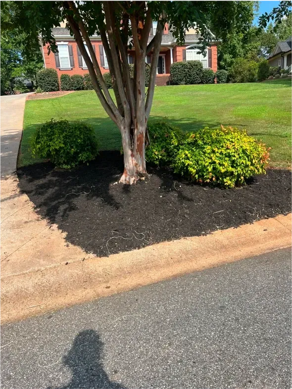 Tree with dark mulch, green bushes, and lawn in front of a brick house.