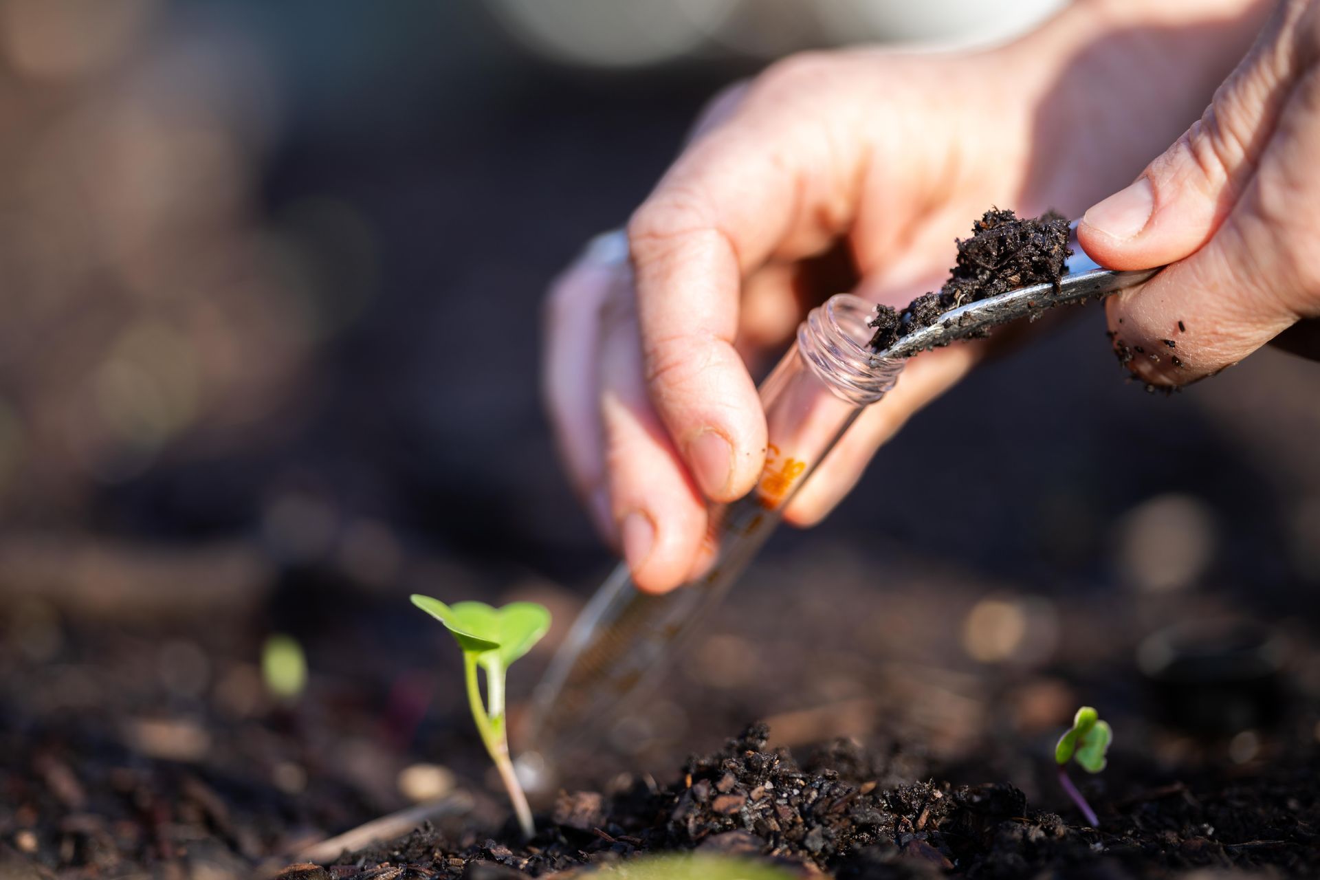 Taking a soil sample for a soil test in an agricultural field.