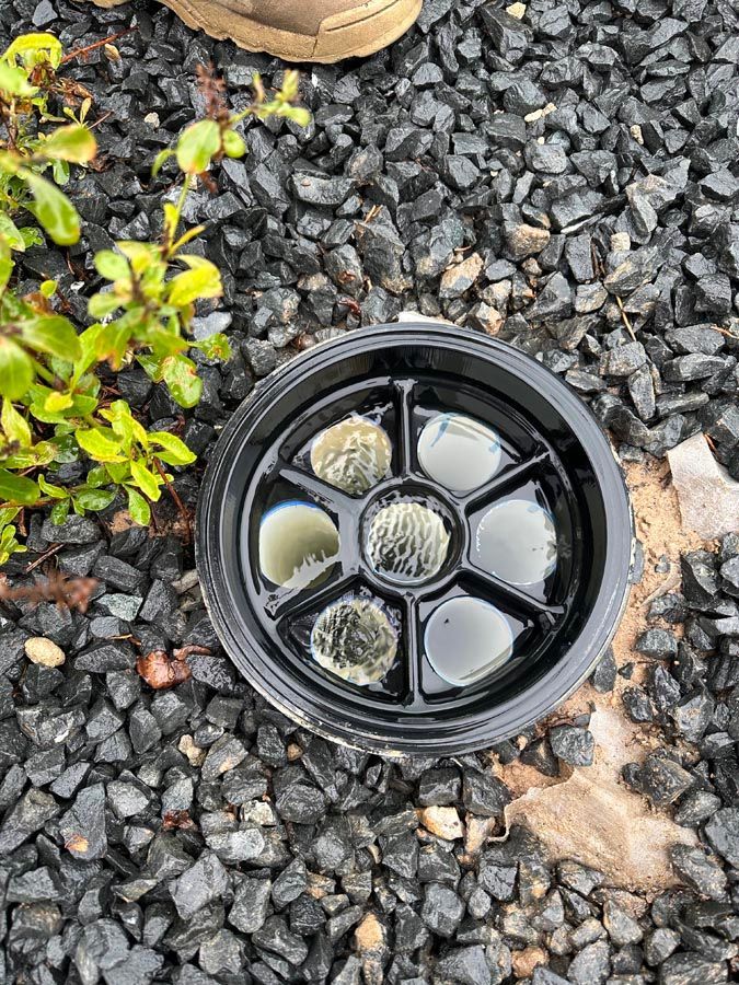 Black plastic insect trap in gravel, containing liquid and dead bugs; near greenery and a shoe.