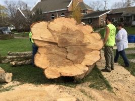 Two people moving a huge cut tree trunk in a yard near a brick house