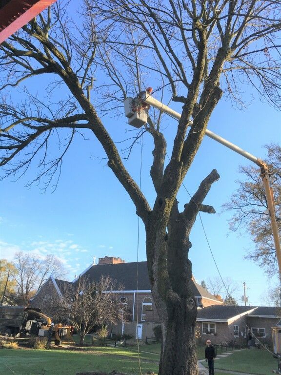 Worker trimming a tall tree with a bucket lift in a residential yard on a clear day