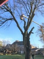 Worker in a bucket trims a tall leafless tree beside houses under a clear blue sky.