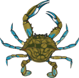 Blue crab with yellow-green shell and blue claws, claws raised.