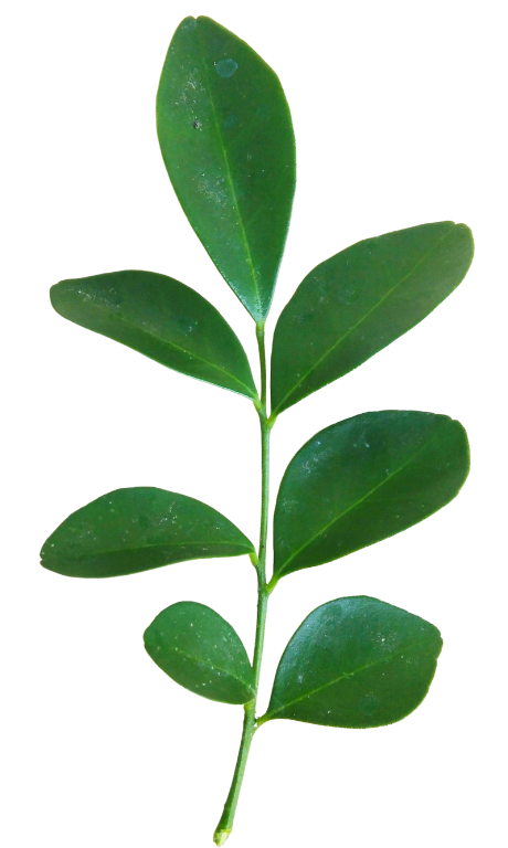 Green leaf branch with multiple oval leaflets.