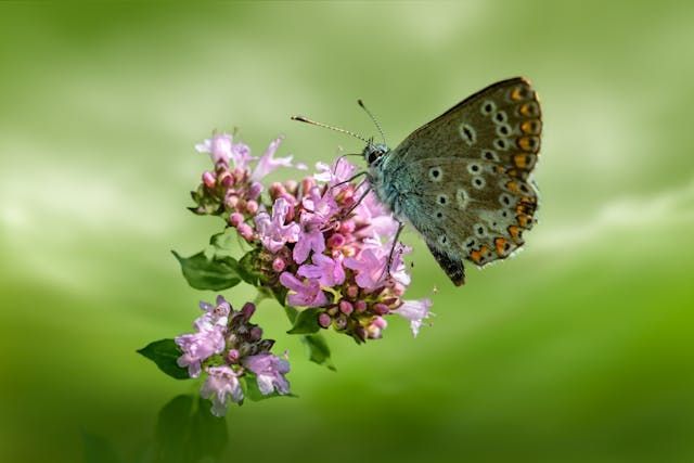 Roanoke, VA cremation services