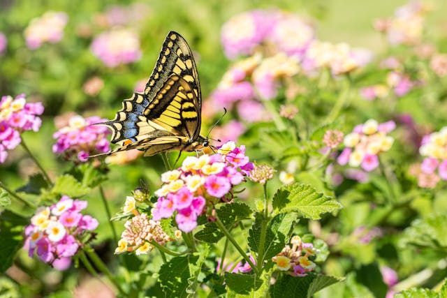 A yellow-and-black butterfly rests on pink flowers, evoking gentle remembrance with Roanoke, VA cremation services