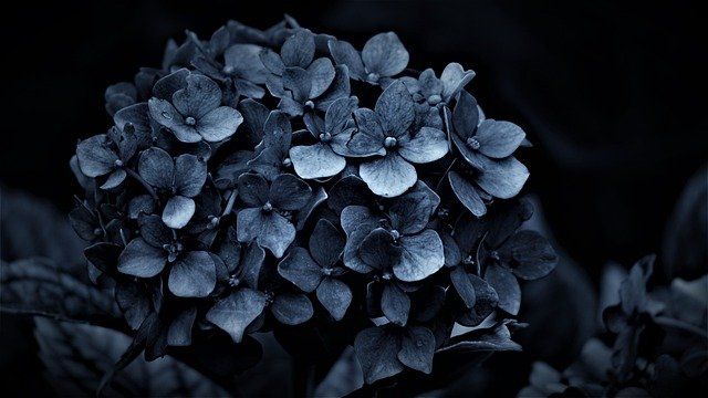 cremation services in Boones Mill, VA