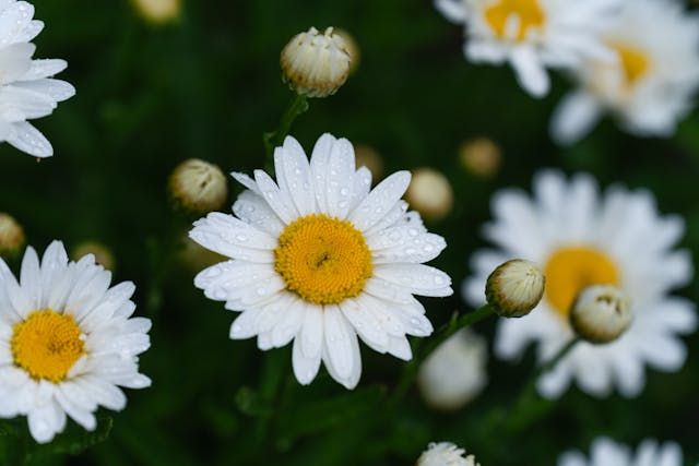 Fresh white daisies with yellow centers bring a comforting touch to Roanoke, VA funeral homes