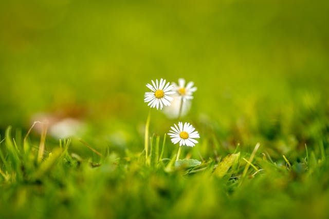 Small white daisies rising from the grass bring a gentle touch to Roanoke, VA funeral services