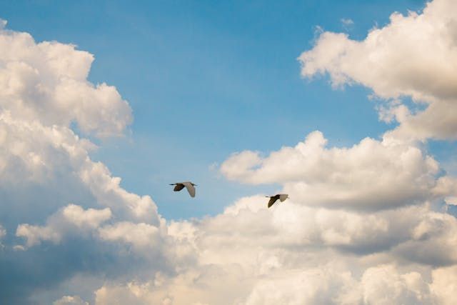 Two birds flying through bright clouds create a uplifting scene for Roanoke, VA funeral services