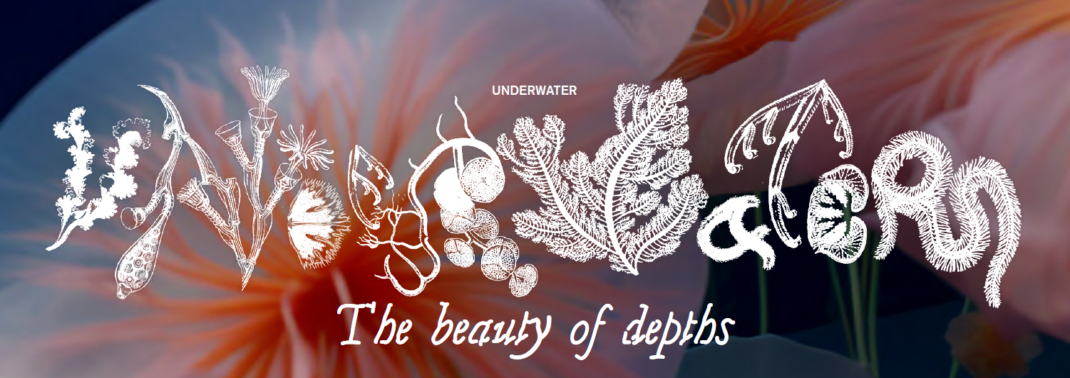 A picture of a flower with the words