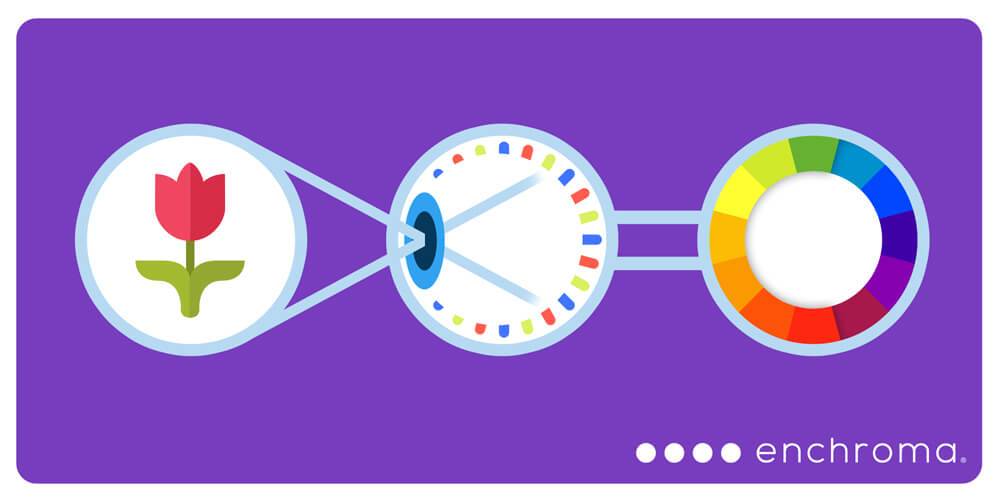 An illustration of a flower and a rainbow colored circle on a purple background.