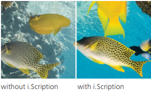 Two pictures of fish with and without i.scription