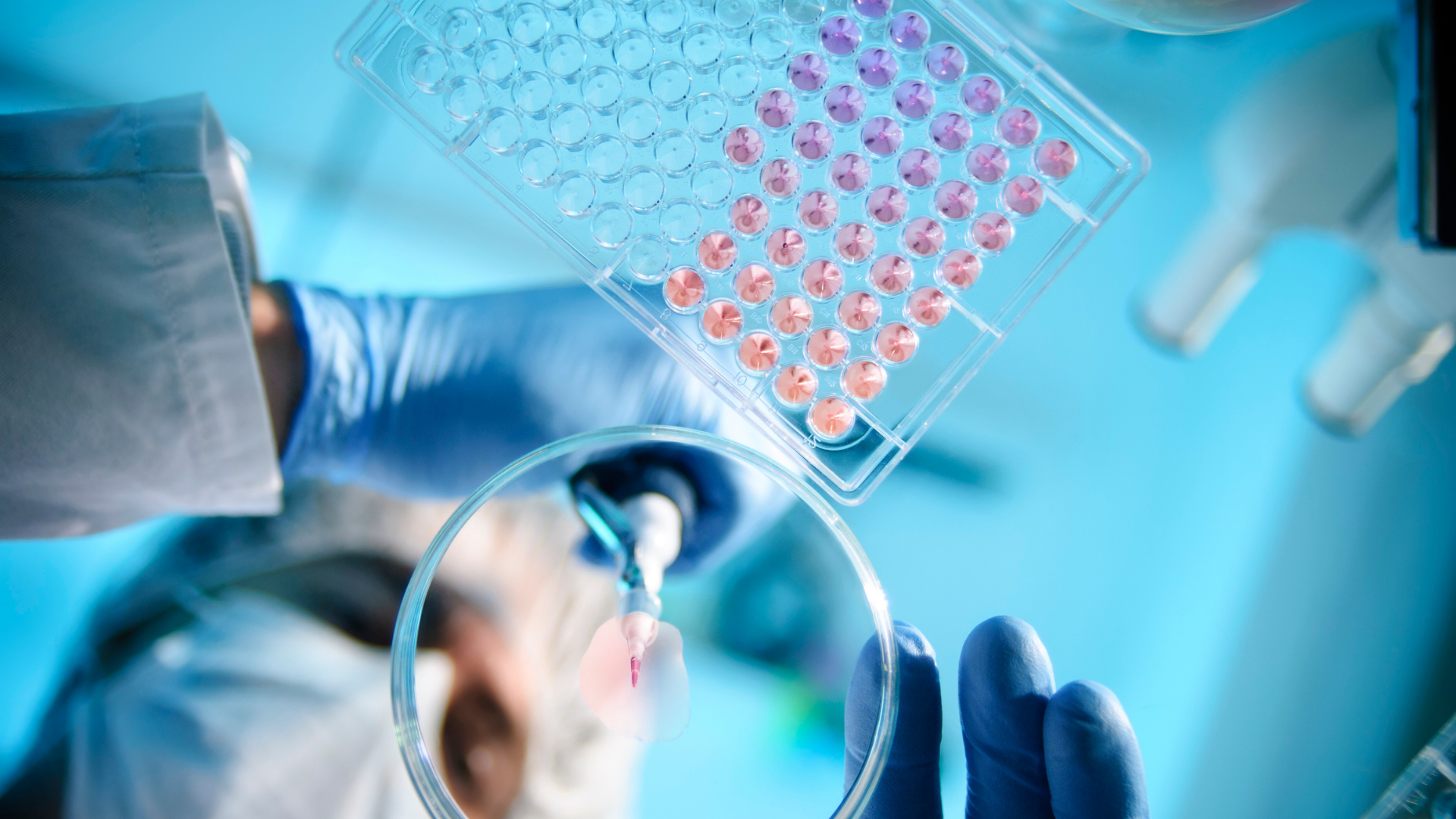 A lab technician in gloves holds a multi-well plate and pipette, working over a petri dish in a blue-lit laboratory.