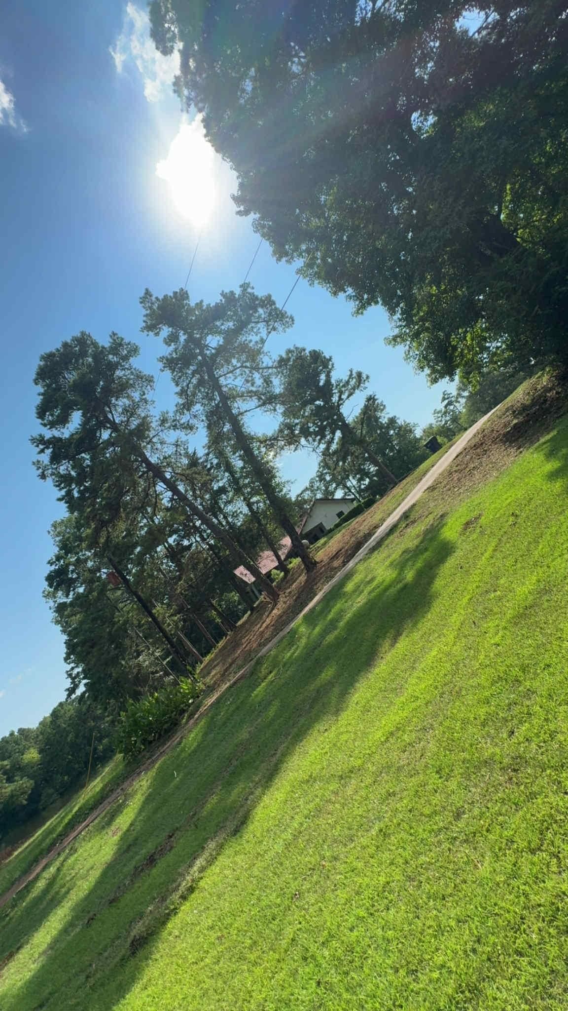 Bright sunny day with trees and green grass on a diagonal hillside. Blue sky in the background.