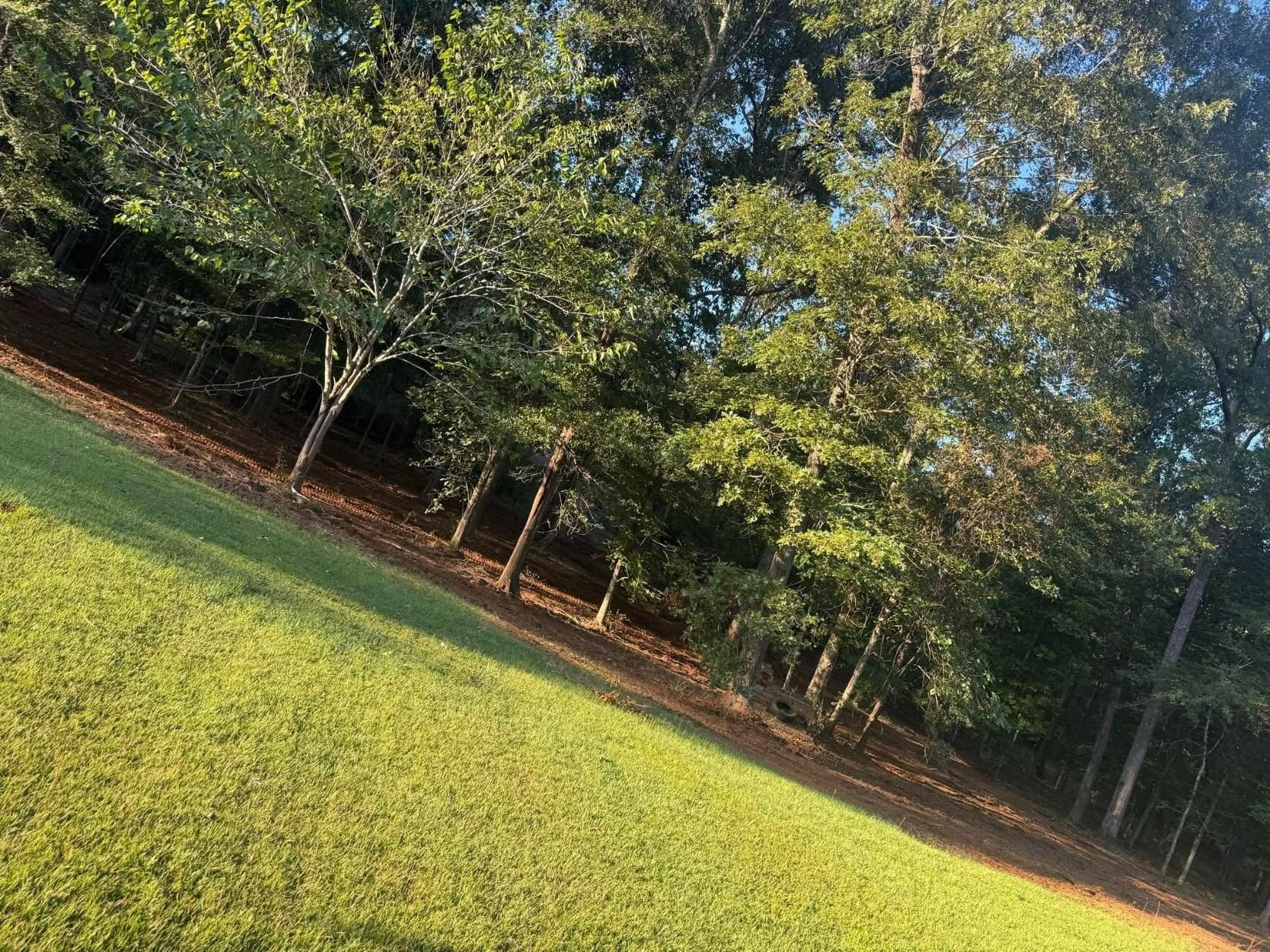 Green grassy slope leading to trees under a blue sky, sunlit.