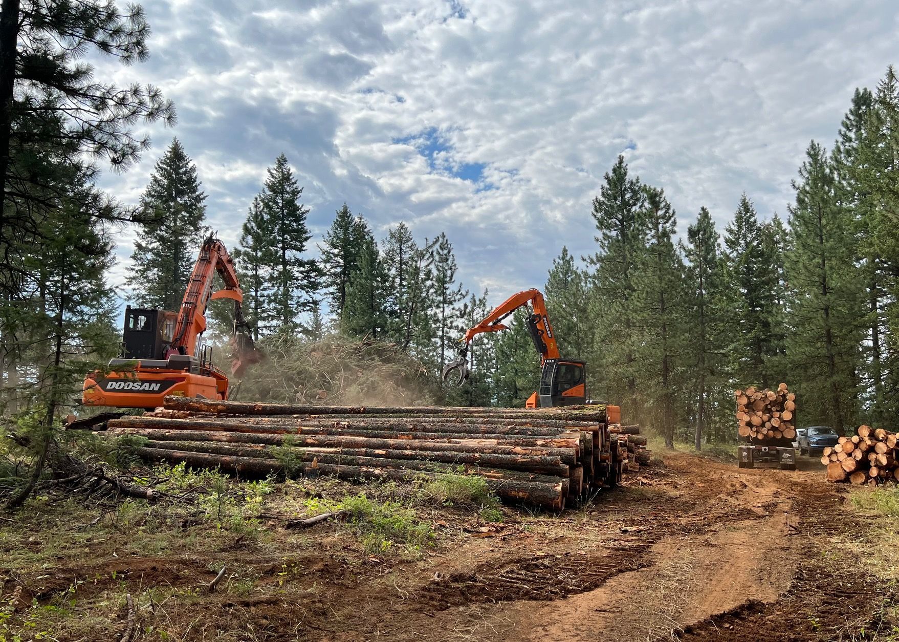 Two orange excavators loading logs in a forest clearing under a cloudy sky