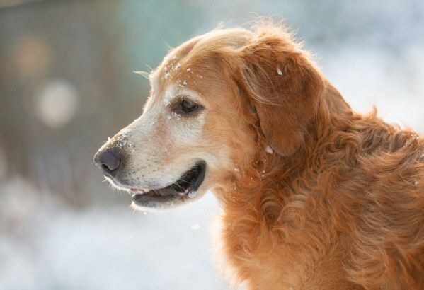 Golden Retriever in profile, snowy setting; smiling with snow on face and fur.