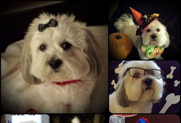 Collage of a white fluffy dog with a bow, a Halloween hat, and glasses.