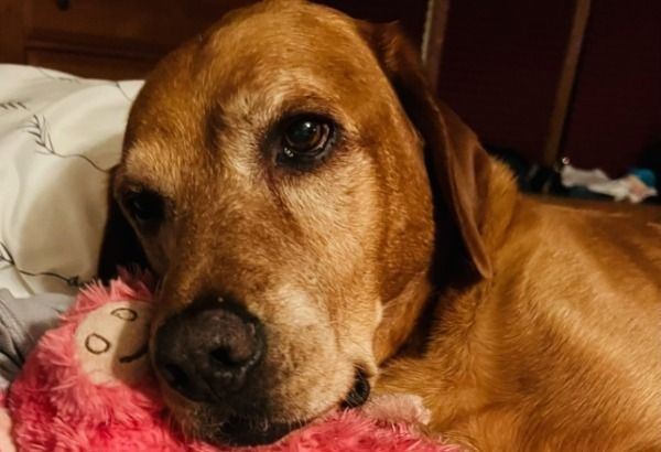 Golden-brown dog resting, snuggling a pink toy, with a gentle expression.