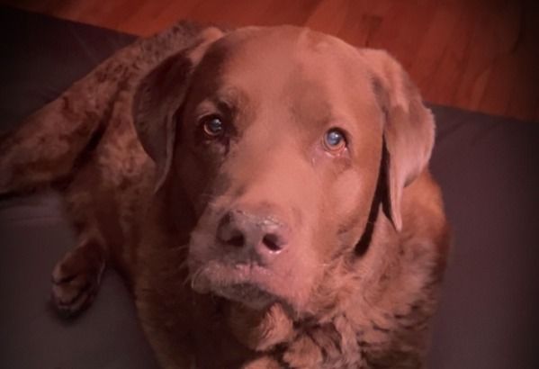 Brown Chesapeake Bay Retriever looking up.