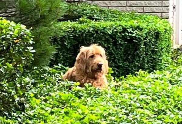 Golden Cocker Spaniel dog peeking out of green bushes.
