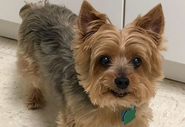 Yorkshire Terrier dog with tan and gray fur, wearing a green collar, looking at the camera.