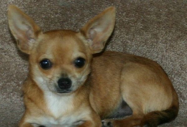 Tan Chihuahua dog with large ears, laying on a brown surface, looking at the viewer.