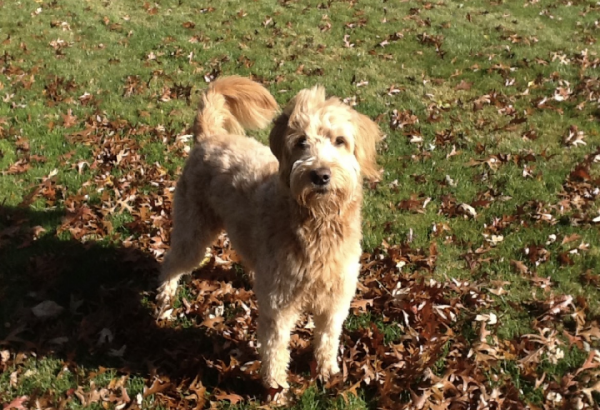 Goldendoodle dog standing on grass with fallen leaves.