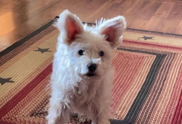 White fluffy dog with perky ears sits on a red, patterned rug.