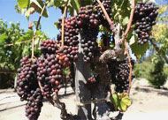 A bunch of grapes hanging from a vine in a vineyard.