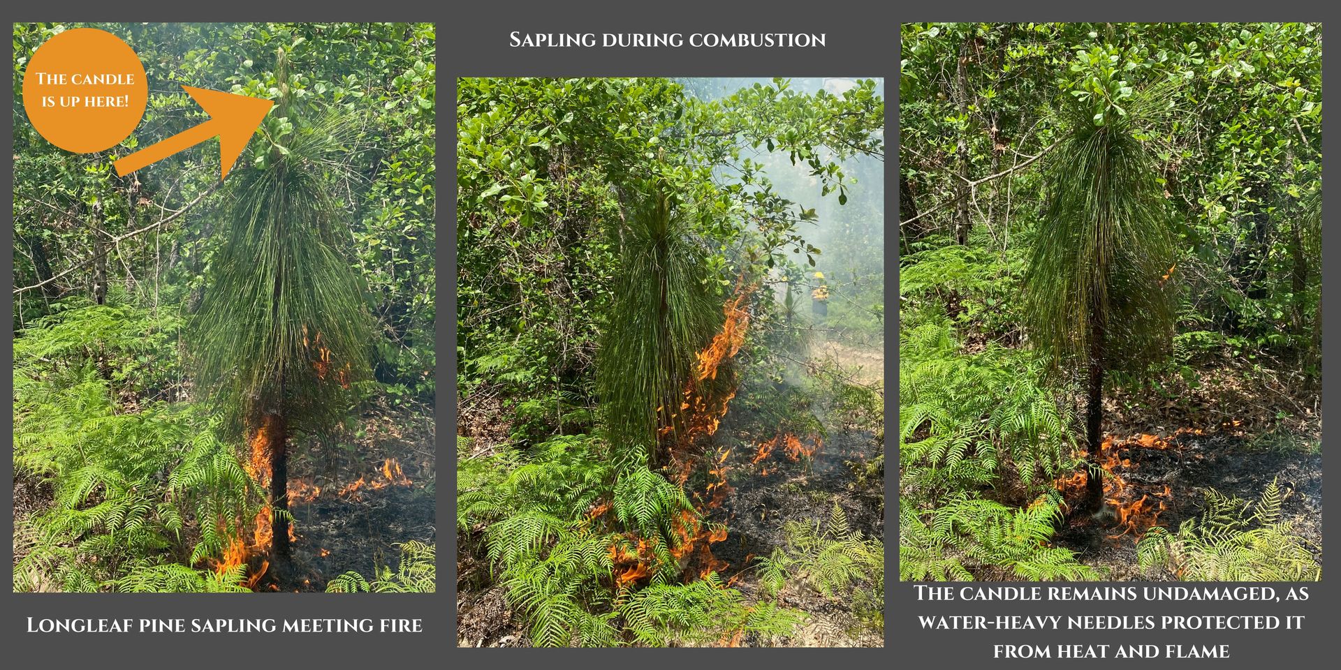 From Lightning to Drip Torch: The History and Ecology of Fire