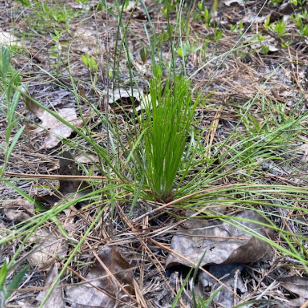 A small longleaf pine tree growing out of the ground.