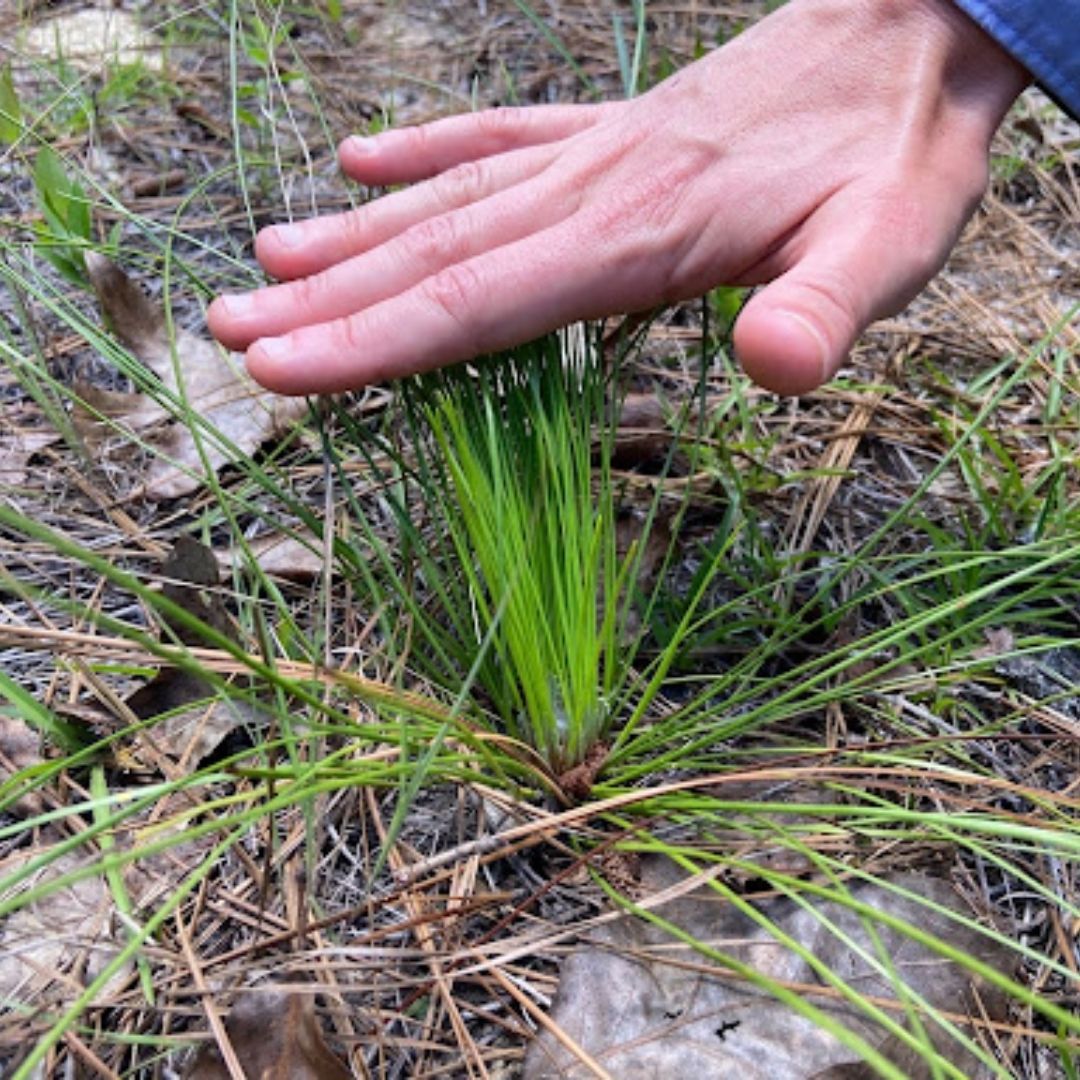 Hand size comparison to a small longleaf pine tree.