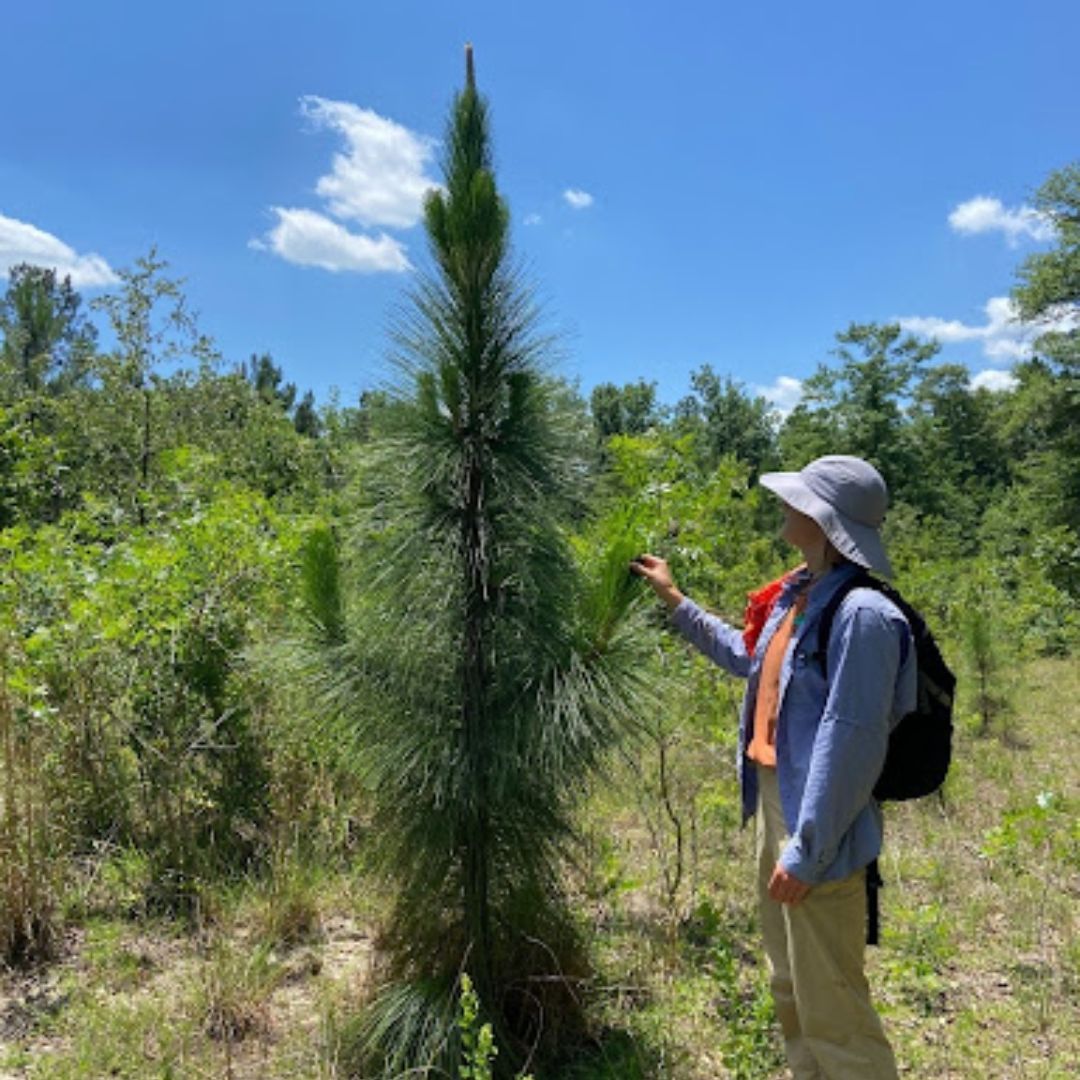 Person standing next to longleaf pine tree sapling.