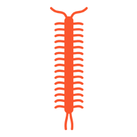 Centipedes — North Fort Myers, FL — My Pest Friend Centipedes — North Fort Myers, FL — My Pest Friend