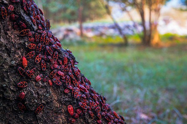 Red Bugs — North Fort Myers, FL — My Pest Friend Red Bugs — North Fort Myers, FL — My Pest Friend