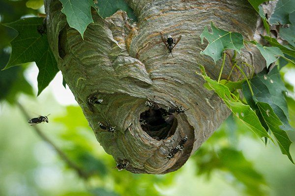 Wasp Nest — North Fort Myers, FL — My Pest Friend