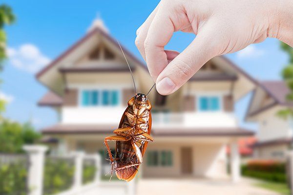 Hand Holding Cockroach on House Background — North Fort Myers, FL — My Pest Friend Hand Holding Cockroach on House Background — North Fort Myers, FL — My Pest Friend