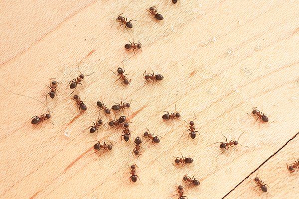 Ants on Wooden Floor — North Fort Myers, FL — My Pest Friend Ants on Wooden Floor — North Fort Myers, FL — My Pest Friend