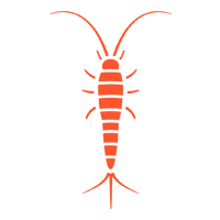 Silverfish — North Fort Myers, FL — My Pest Friend Silverfish — North Fort Myers, FL — My Pest Friend