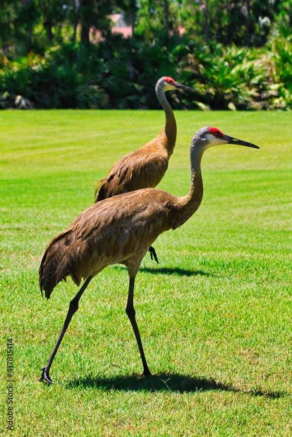 Sand Hill Cranes in Martin County