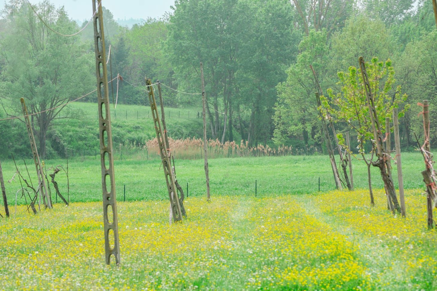 azienda agricola colombara 3