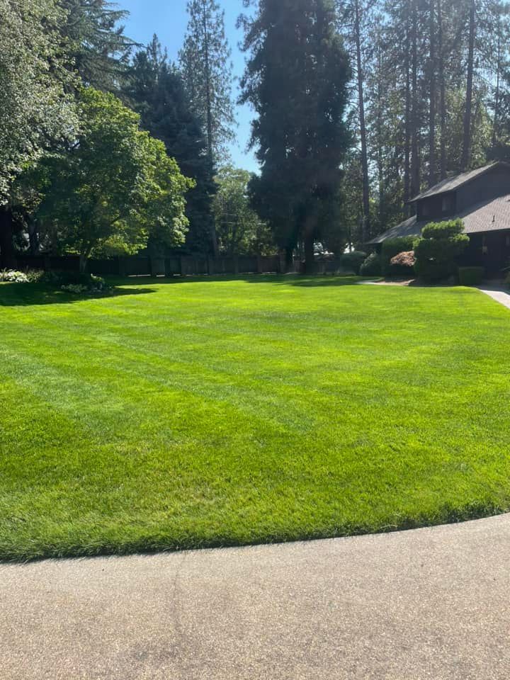 A large lush green lawn in front of a house with trees in the background.