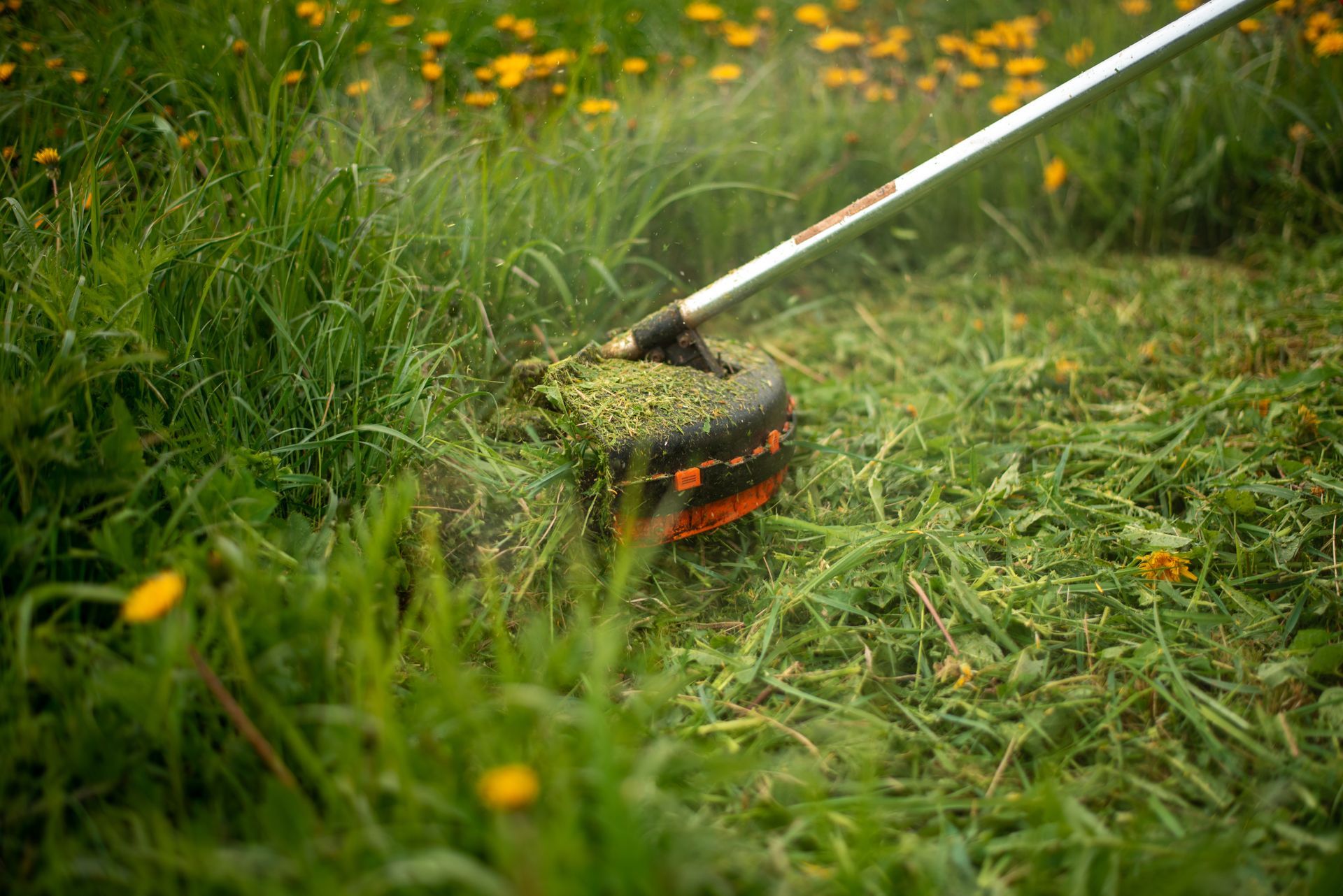 A person is using a lawn mower to cut the grass.