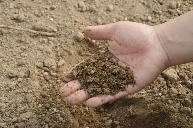 A person is holding a pile of dirt in their hand.