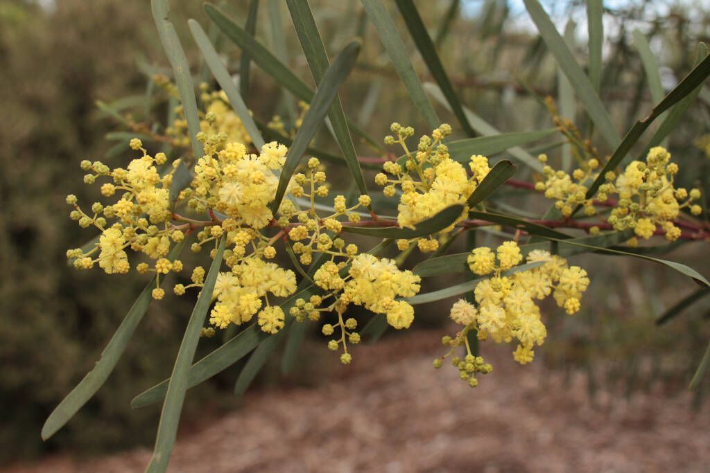 Yellow blossoms on a branch with long green leaves in a natural outdoor setting