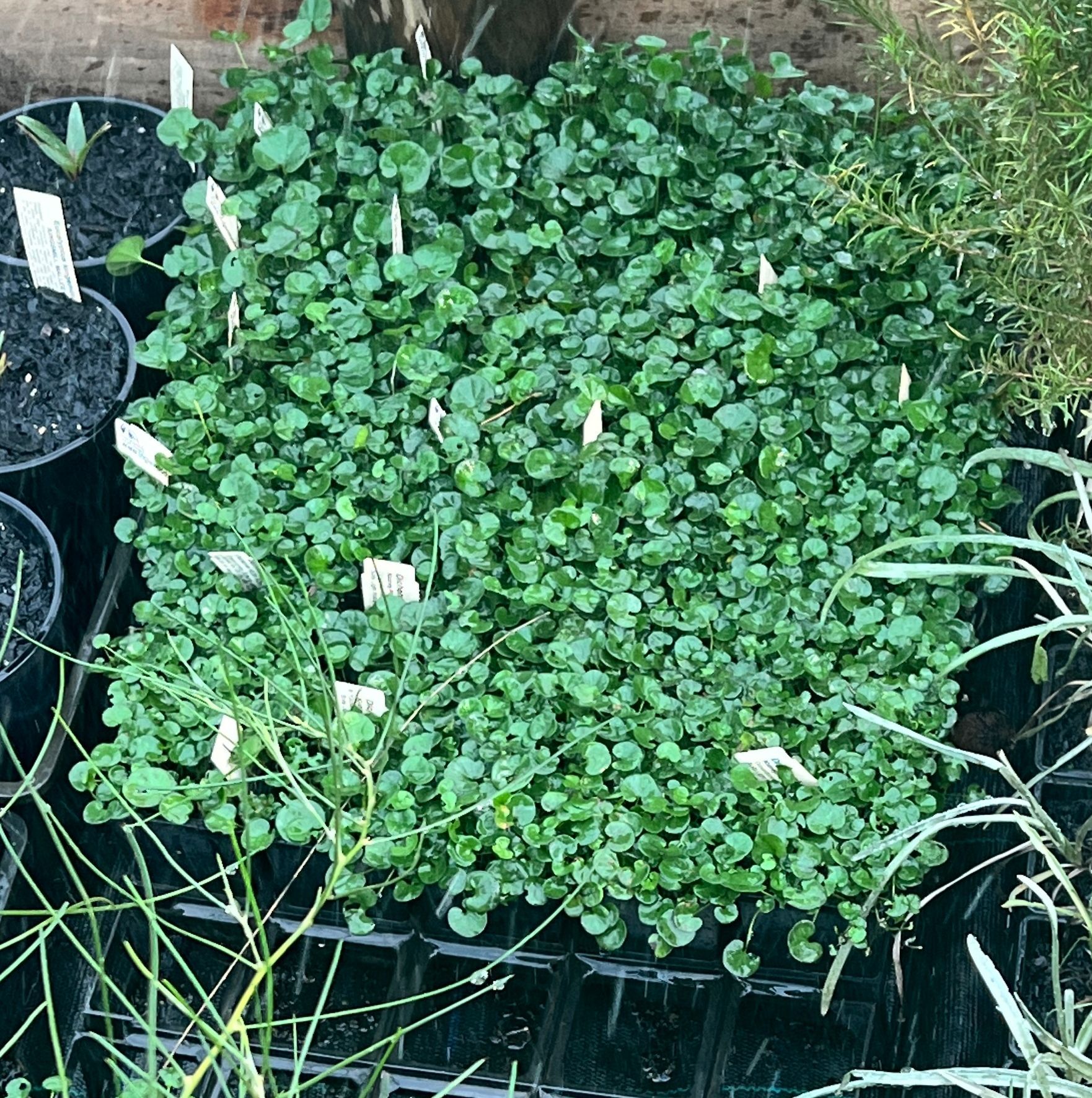 Dense tray of small green seedlings in a garden nursery, surrounded by black pots and plant labels.