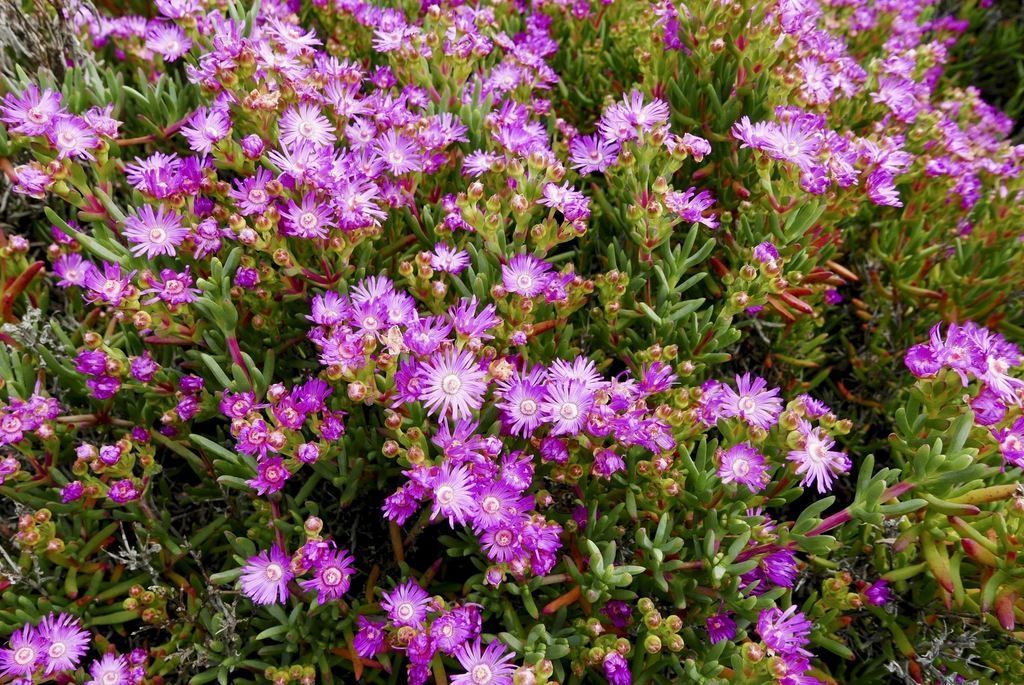 Dense cluster of pink wildflowers and green foliage filling the frame