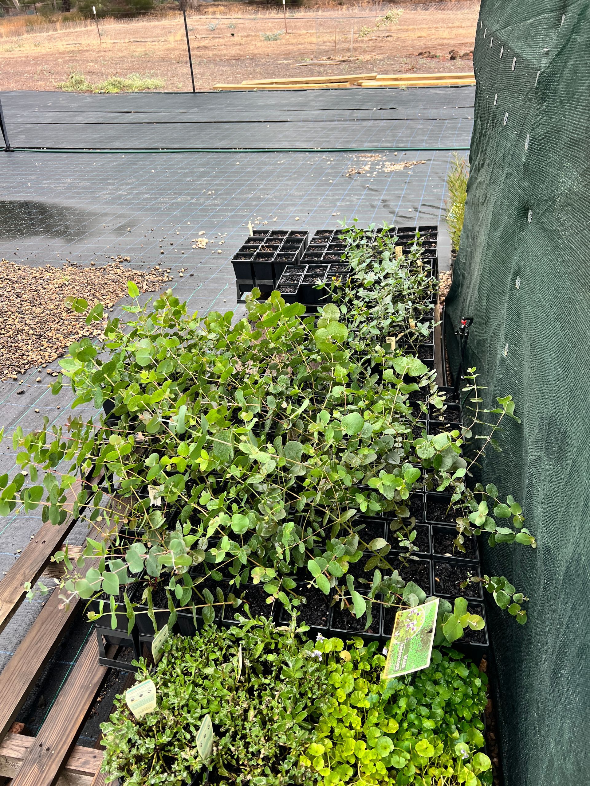 Potted green seedlings in black trays beside a wooden post on a paved outdoor area